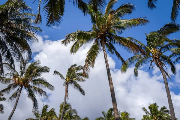 Palmiers sur la plage d'Anakena, île de Pâques — Photo