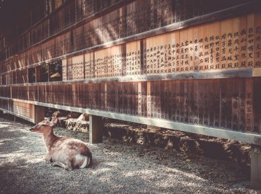 Geyik tahta önünde tablet, Nara, Japonya