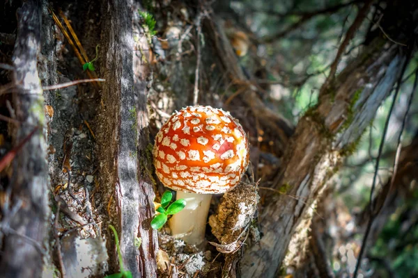 Amanita muscaria. mosca agárica taburete —  Fotos de Stock