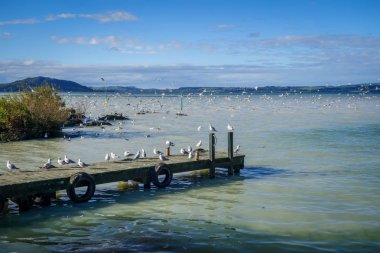 Martılar üzerinde ahşap iskele, lake Rotorua, Yeni Zelanda