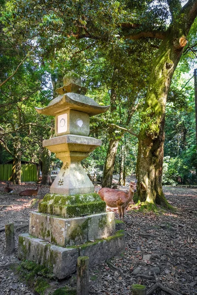 Kasuga-Taisha, Nara Parkı, Japonya Sika geyikler — Stok fotoğraf