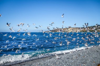 Martılar plajda Kaikoura, Yeni Zelanda