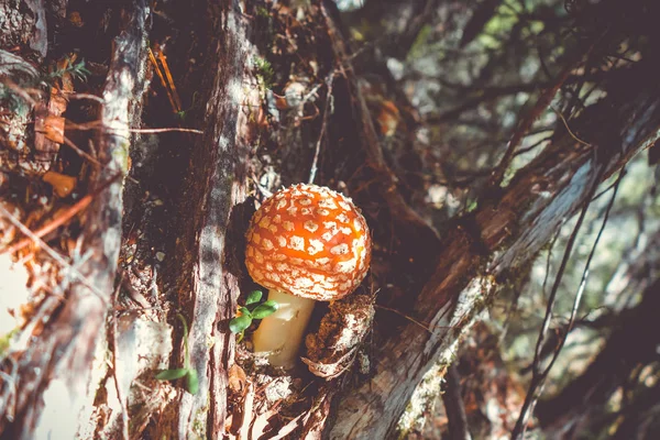 Amanita muscaria. Fly agaric paddestoel — Stockfoto