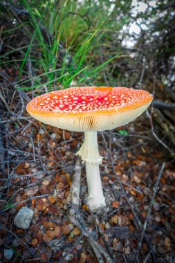 Sinek mantarı. sinek agaric mantarı