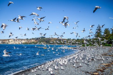 Martılar plajda Kaikoura, Yeni Zelanda