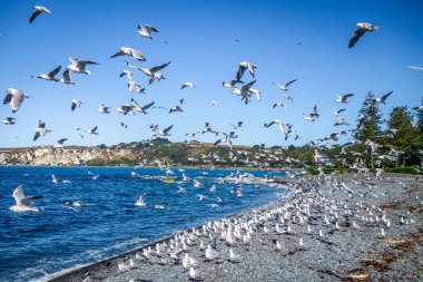 Seagulls on Kaikoura beach, New Zealand clipart