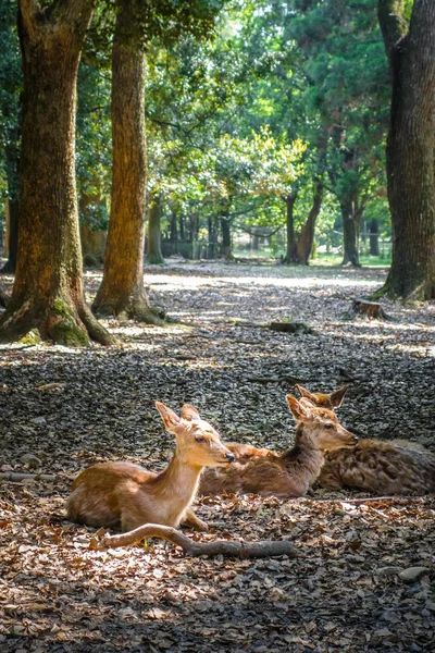 Sika deers Nara Park forest, Japan — Stock Photo, Image