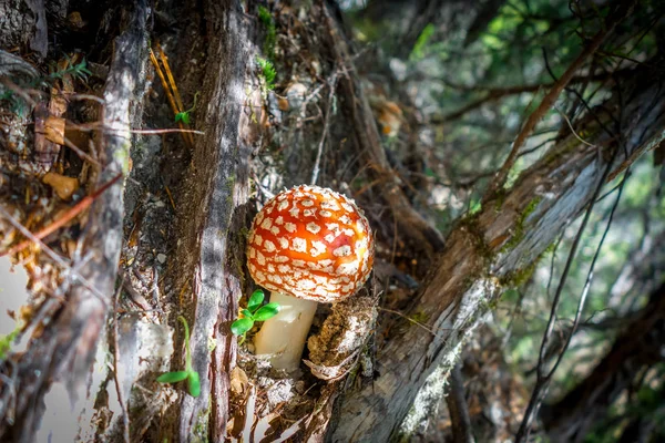 광대 버섯입니다. 비행 거리 agaric 버섯 — 스톡 사진