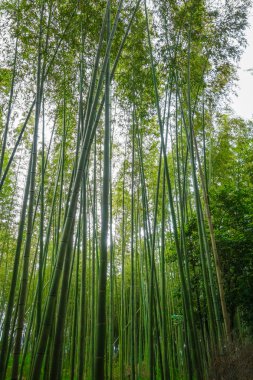 arashiyama bambu ormanı, kyoto, Japonya