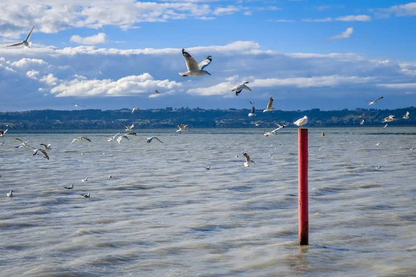 Чайка на красном коле, озеро Роторуа, Новая Зеландия — стоковое фото