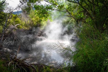 Rotorua Kaplıcalar, Yeni Zelanda