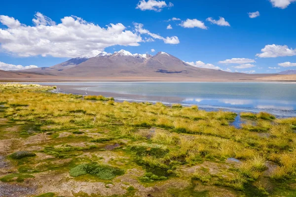 Pembe flamingolar altiplano Laguna, sud Lipez reserva, Bolivya — Stok fotoğraf