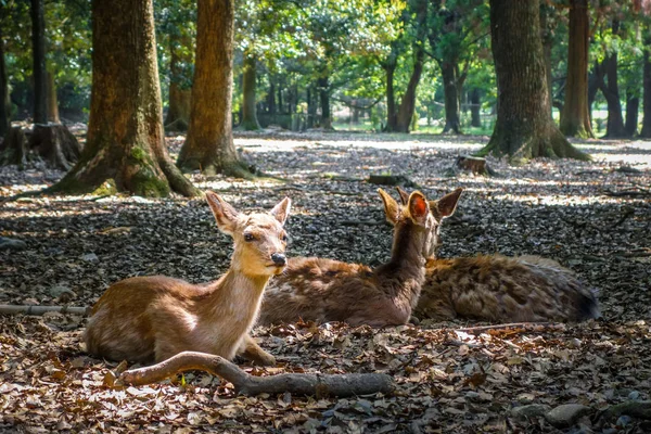 Sika deers Nara Park forest, Japan — Stock Photo, Image
