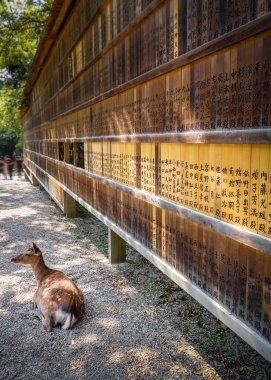 Geyik tahta önünde tablet, Nara, Japonya