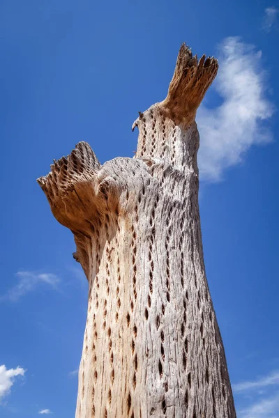 Suché velký kaktus v poušti, Argentina — Stock fotografie