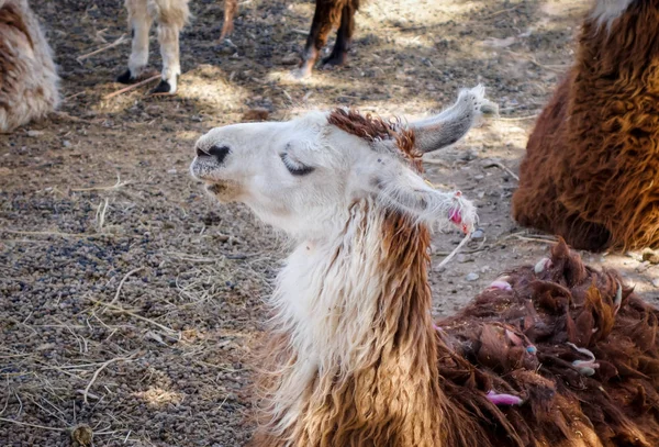 Lamas dans une ferme — Photo