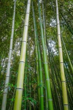 arashiyama bambu ormanı, kyoto, Japonya