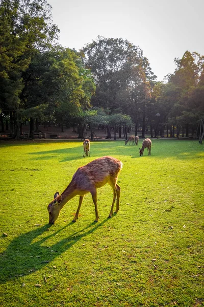 Sika deers in Nara Park, Japan — Stock Photo, Image