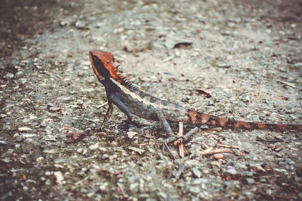 丛林中的冠蜥蜴, 泰国考索 — 图库照片