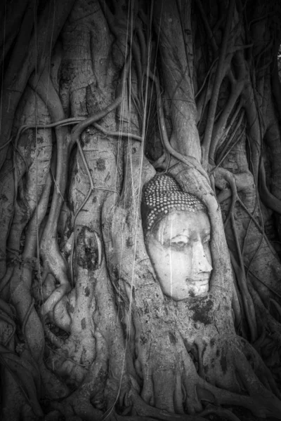 Buddha-fej, a fa gyökerei, Wat Mahathat, Ayutthaya, Thaiföld — Stock Fotó