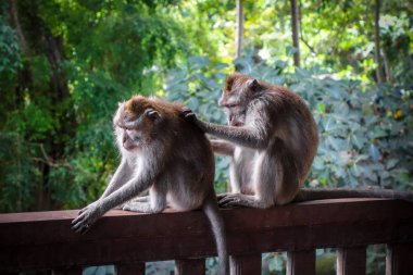 Maymun ormanlarındaki maymunlar, Ubud, Bali, Endonezya