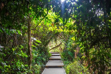 Taman Negara milli parkı ahşap yol, Malezya