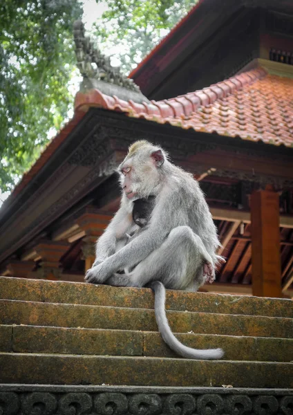 Monkeys on a temple roof in the Monkey Forest, Ubud, Bali, Indon — Stock Photo, Image