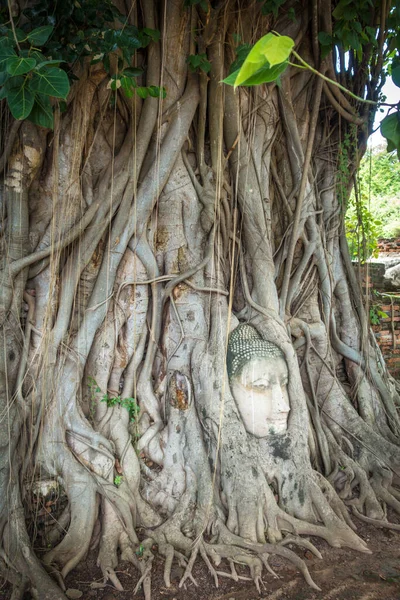 Buddha Head in Tree Roots, Wat Mahathat, Ayutthaya, Thailand — Stock Photo, Image