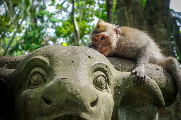 Monkey on a cow statue in the Monkey Forest, Ubud, Bali, Indones — Stock Photo, Image