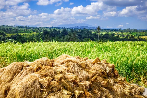 Rice harvest drying, Jatiluwih, Bali, Indonesia — Stock Photo, Image