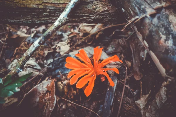 Красный цветок, Национальный парк Таман Негара, Малайзия — стоковое фото