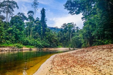 Nehir orman rainforest Taman Negara Ulusal Park, Malezya