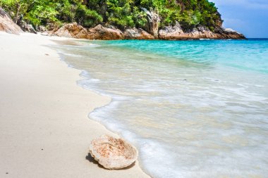 Sahilde bir mercan, Perhentian Adaları, Malezya