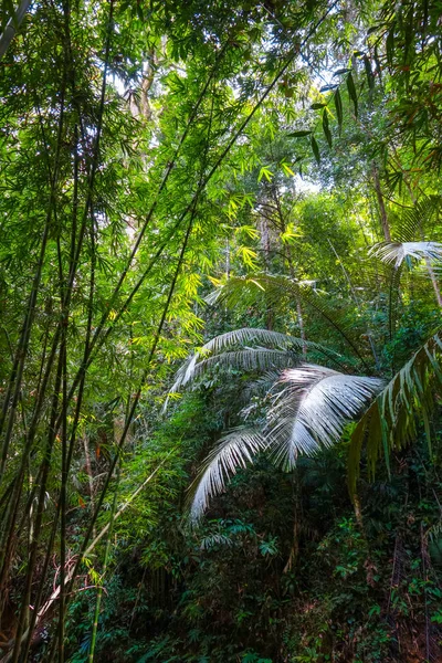 Foresta della giungla, Khao Sok, Thailandia — Foto Stock