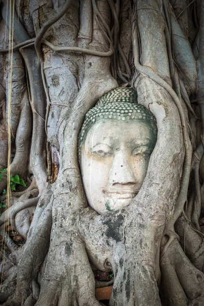 Buddha huvud i trädrötter, Wat Mahathat, Ayutthaya, Thailand — Stockfoto