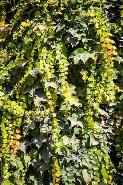 Groene Klimop Achtergrond Textuur Een Muur — Stockfoto