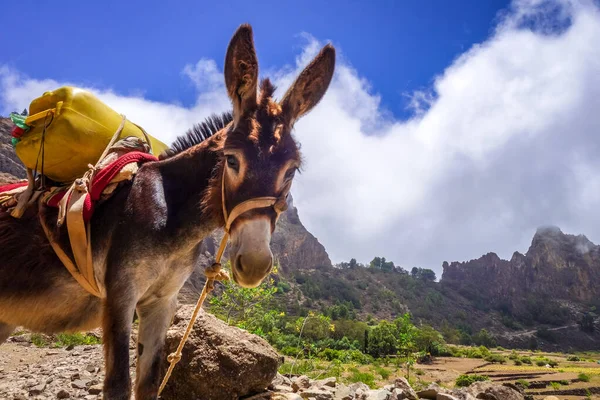 Asino Nel Cratere Cova Paul Santo Antao Capo Verde Africa — Foto Stock