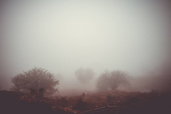 Trees in the fog, Fogo Island, Cape Verde, Africa