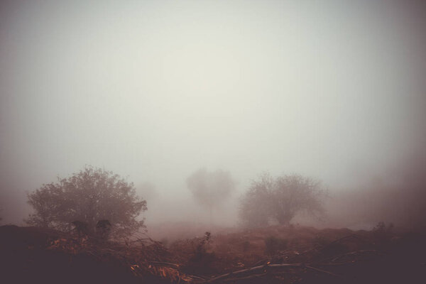 Деревья в тумане, остров Фого, Кабо-Верде, Африка
