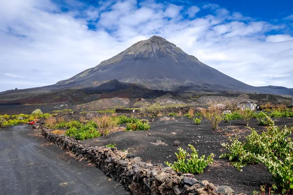 Pico Fogo Vine Growing Cha Das Caldeiras Cape Verde — Stock Photo, Image