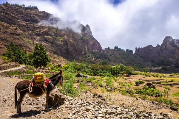 Donkey Cova Paul Votano Crater Santo Antao Island Cape Verde — Stock Photo, Image