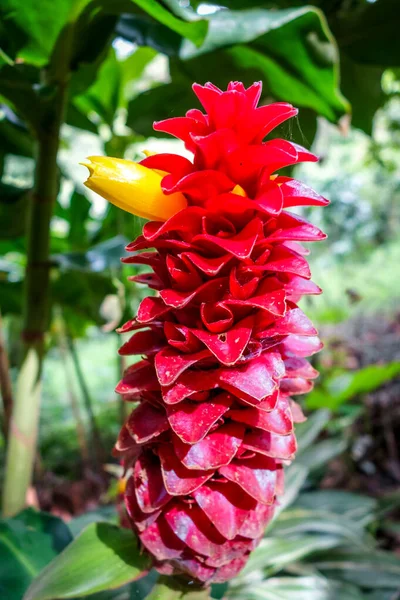 Red Bromelia Крупным Планом Чианг Мбаппе Таиланд — стоковое фото