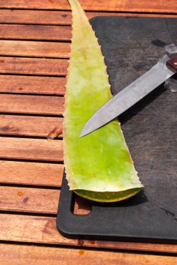 Ortalama bir çiftlikte agave yaprağı Aloe, geleneksel tıpta deri tedavisi olarak aloe vera kullanılır.