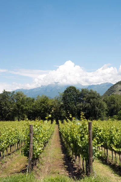 Weinrebenreihen - italien, franciacorta — Stockfoto