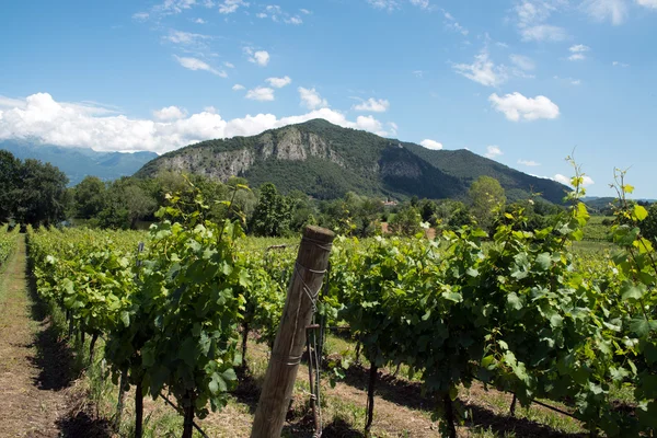 Weinrebenreihen - italien, franciacorta — Stockfoto