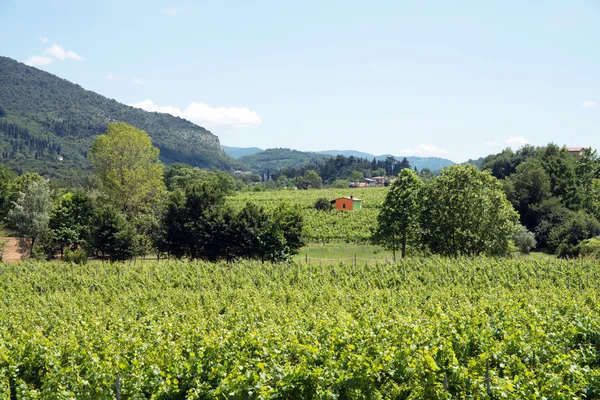 Franciacorta řádky - Itálie, vinná réva — Stock fotografie