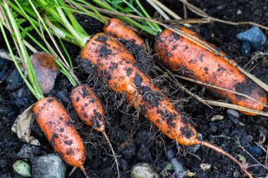 Havuç toprak kaplı. yeni toprak çıktı.