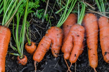 taze havuç toprak makinaya kaplı.