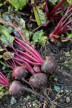 Organik şeker pancarı. Taze toprak.