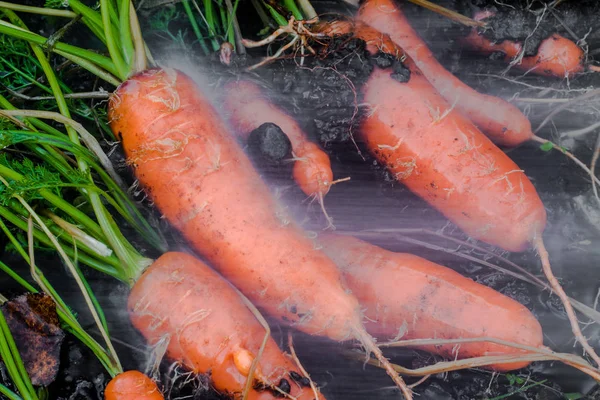 Свіжа морква, вкрита ґрунтовою мийкою . — стокове фото